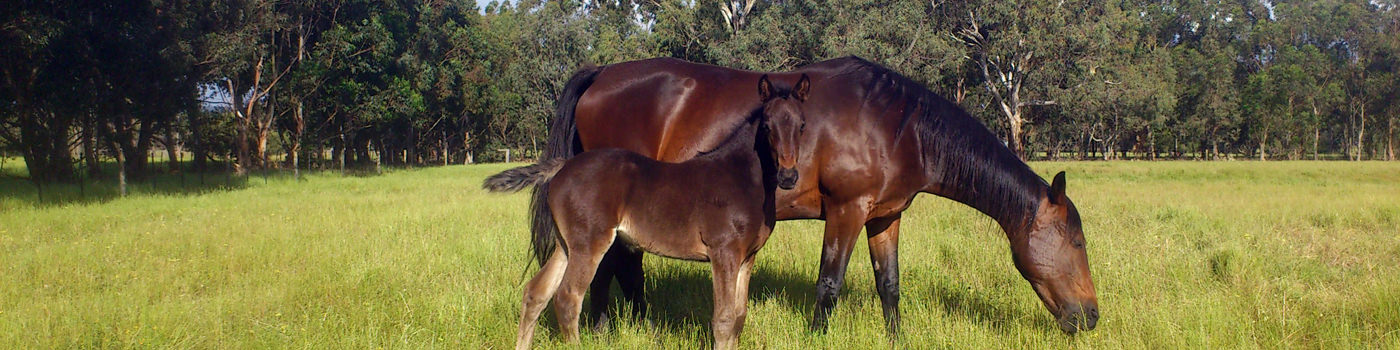 Equine Welfare